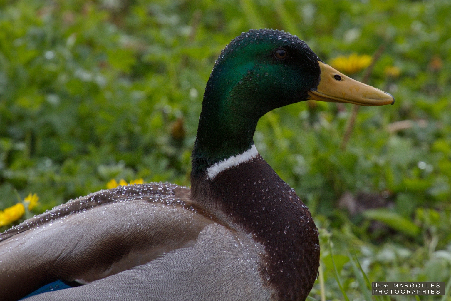 Canard colvert Male.jpg